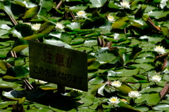 池の注意看板とスイレン