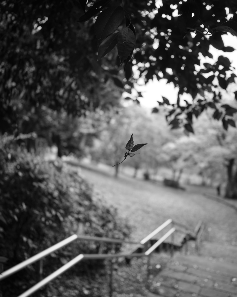 落ちない落ち葉