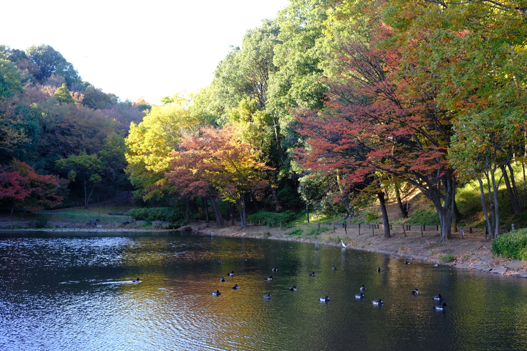 紅葉とキンクロハジロの群れ