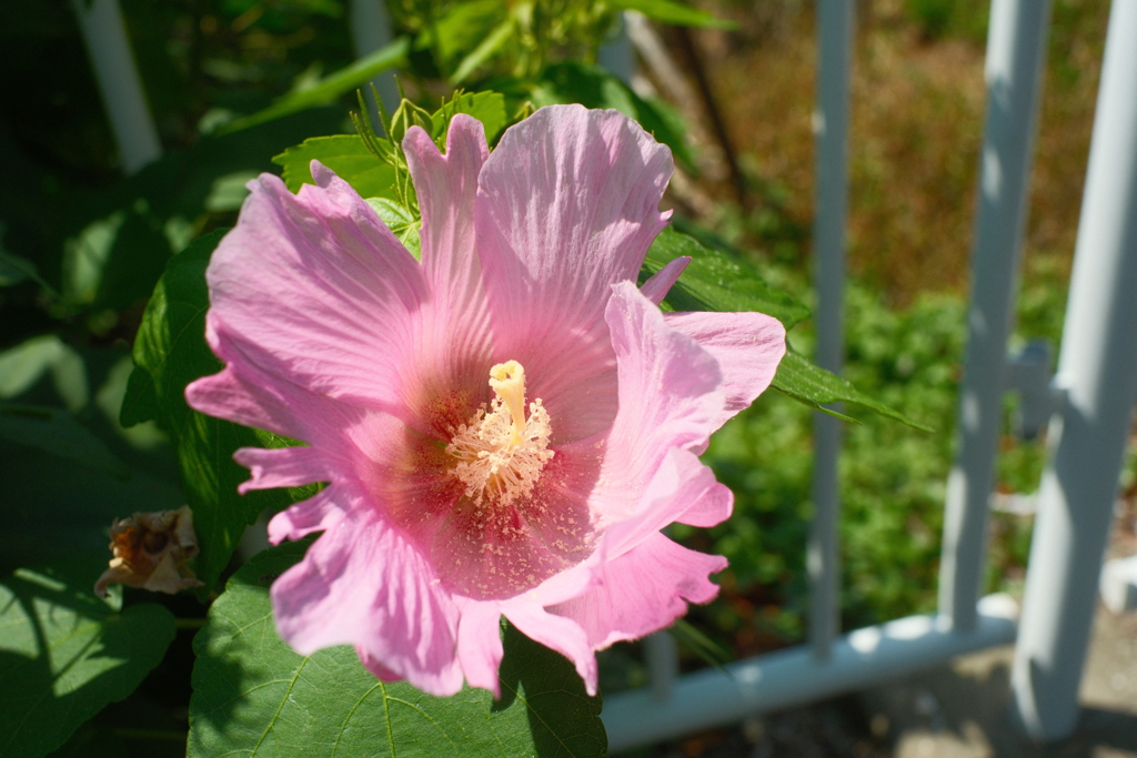 芙蓉（フヨウ）