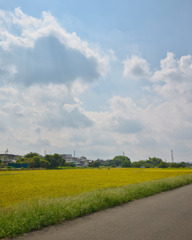 雲と田んぼ
