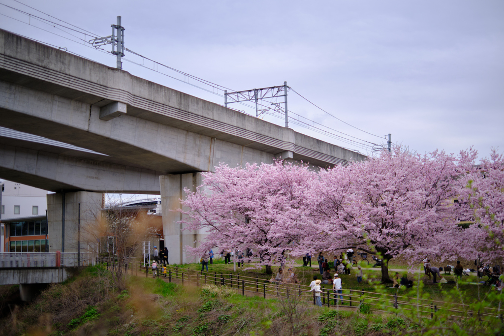 桜と高架と曇り空