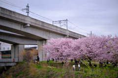 桜と高架と曇り空