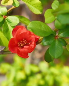 ボケ（木瓜）の花
