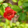 ボケ（木瓜）の花