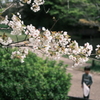 ヤマザクラ（山桜）