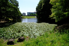 都筑中央公園の池2