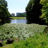 都筑中央公園の池2