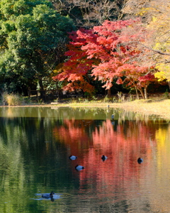 紅葉とホシハジロ