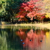 紅葉とホシハジロ