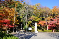 茅ヶ崎杉山神社の鳥居周辺の紅葉