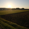 収穫を終えた田んぼと朝日