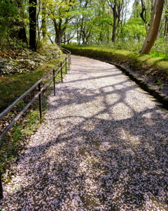 桜花弁の坂