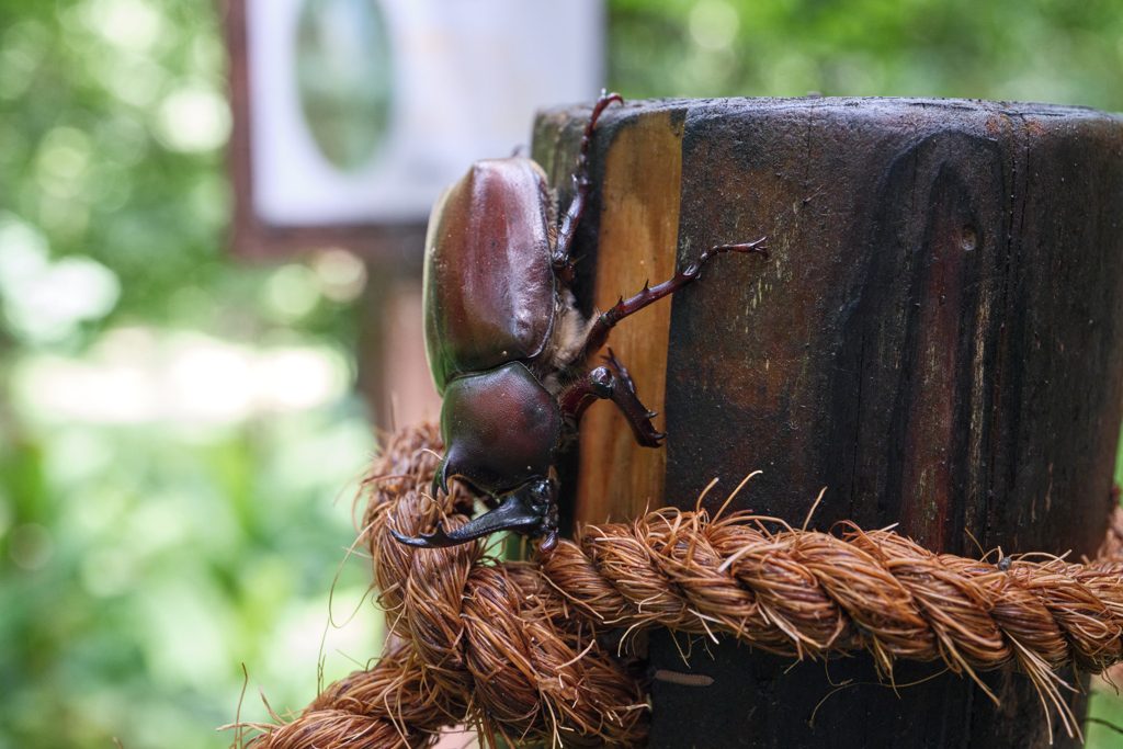 6月のカブトムシ
