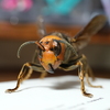 オオスズメバチ（女王蜂）の昆虫標本