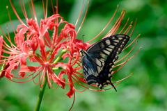 ヒガンバナの蜜を吸うキアゲハ