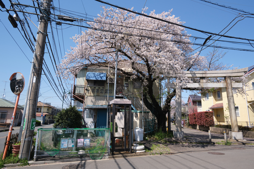 桜と電線と電話ボックスと