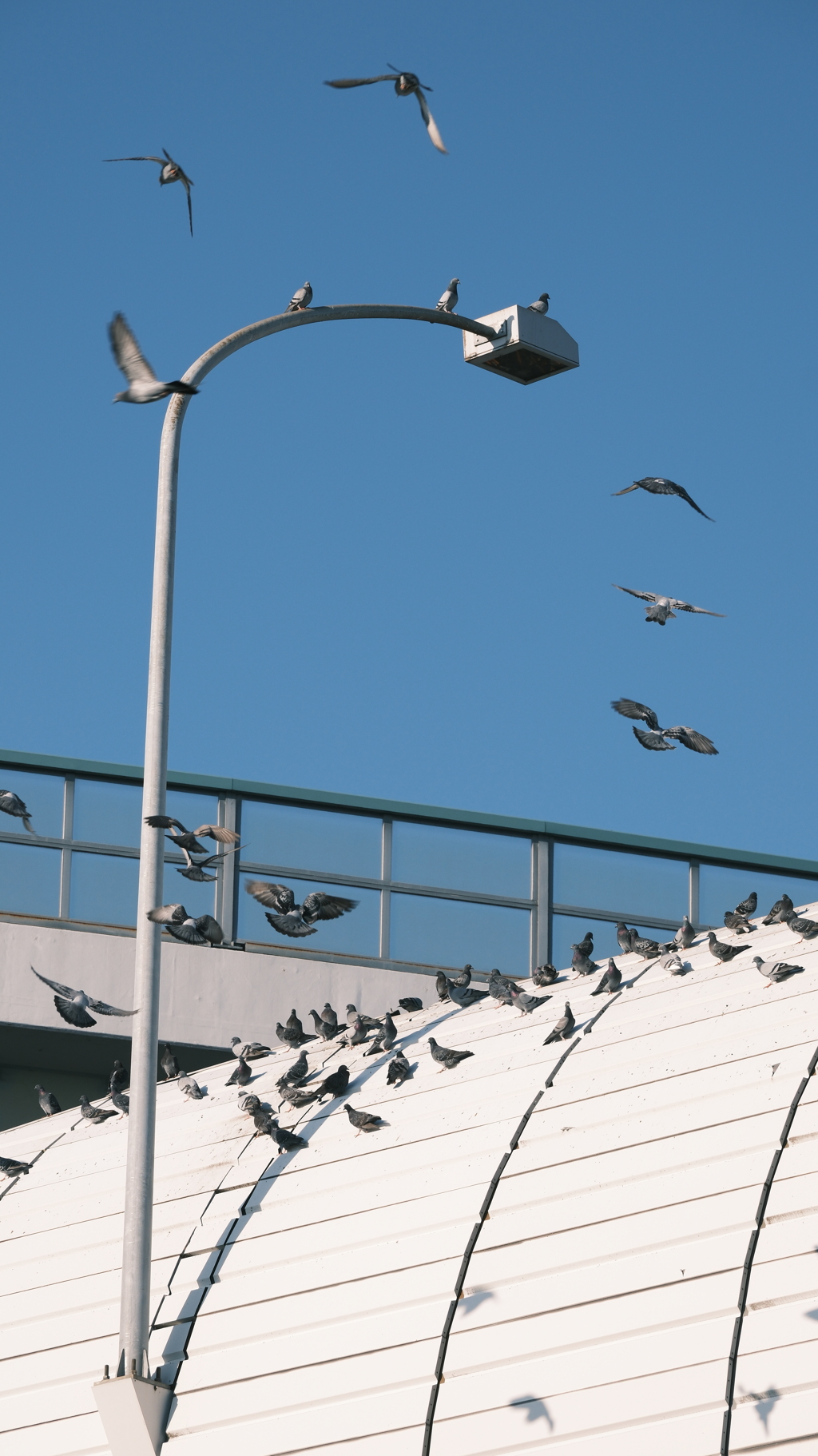 防音壁上のハトの群れ