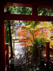 鳥居と紅葉