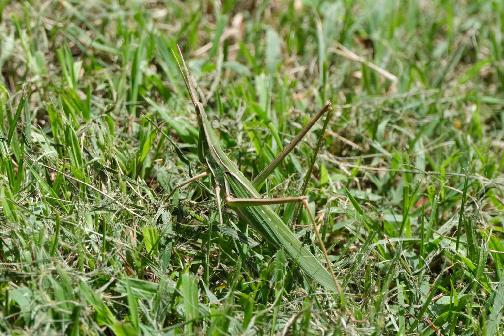 ショウリョウバッタ（精霊蝗虫）