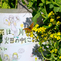 キタテハと菜の花