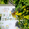 キタテハと菜の花