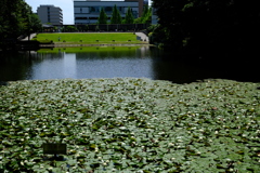 都筑中央公園の池1