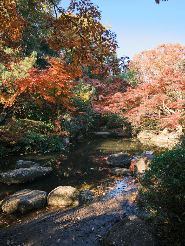 芹ヶ谷公園の紅葉３