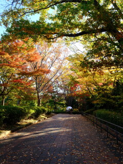 芹ヶ谷公園の紅葉１