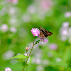 ミゾソバの花にとまるチャバネセセリ