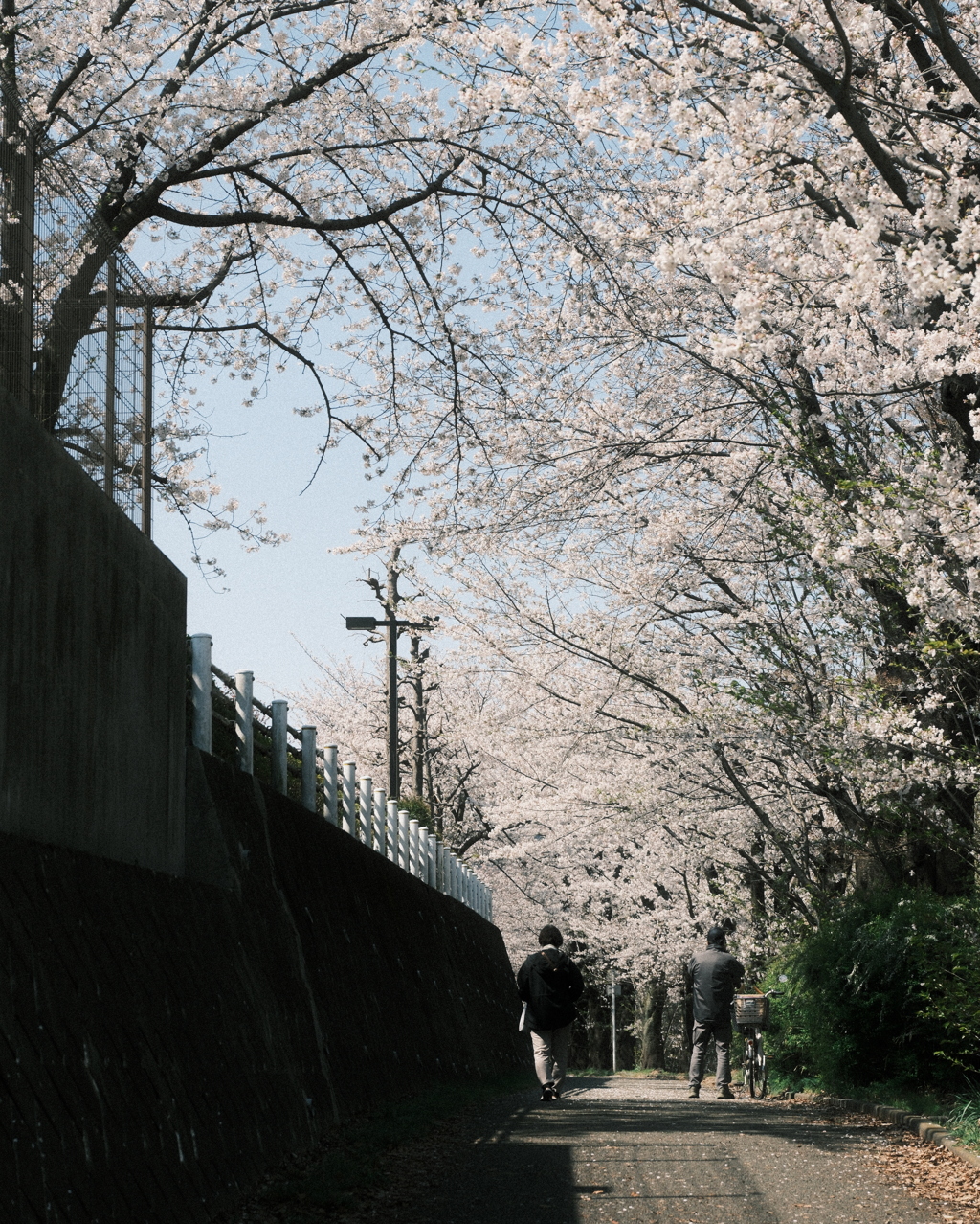 牛ヶ谷公園のさくら並木