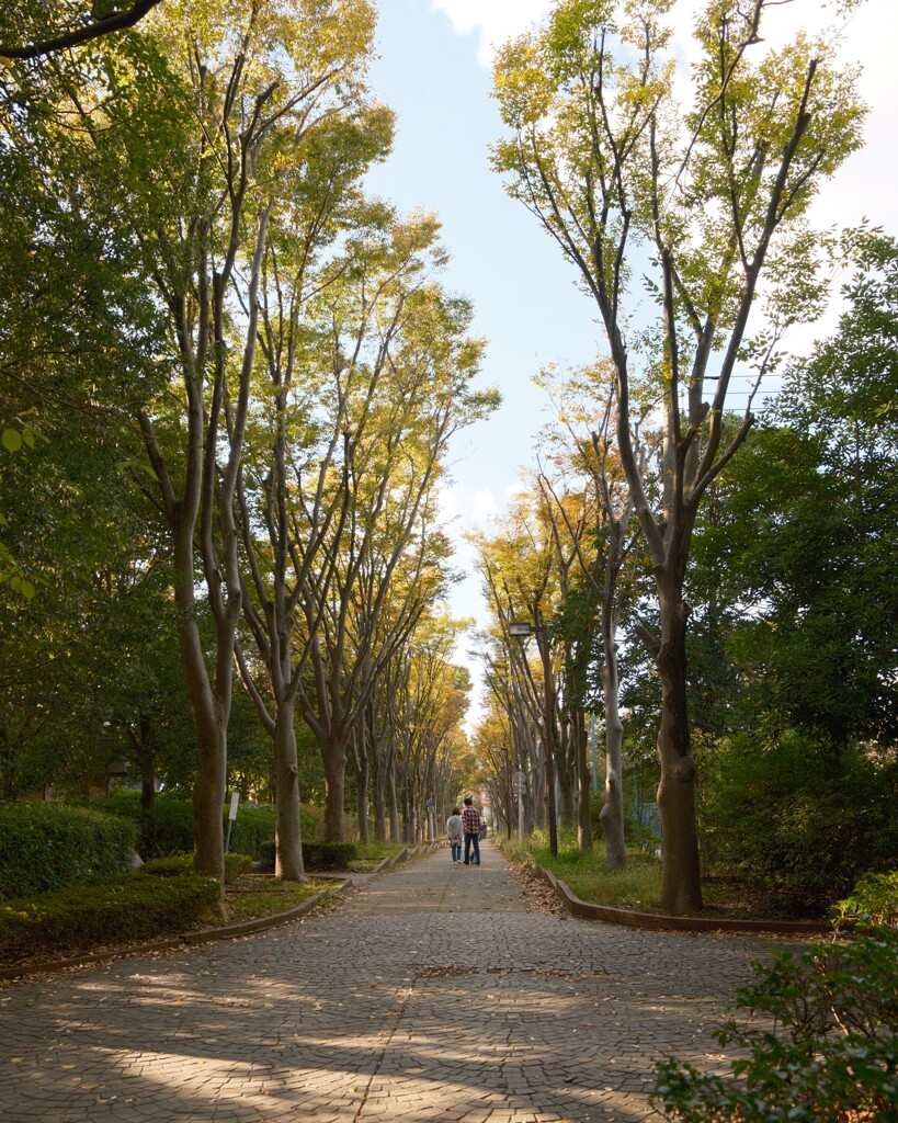 黄緑の街路樹