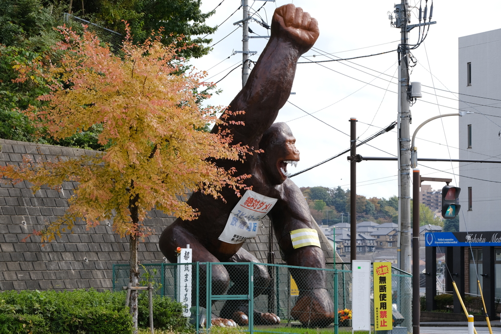 都筑まもる君と紅葉