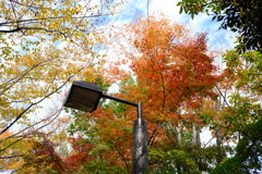 LED街路灯と紅葉