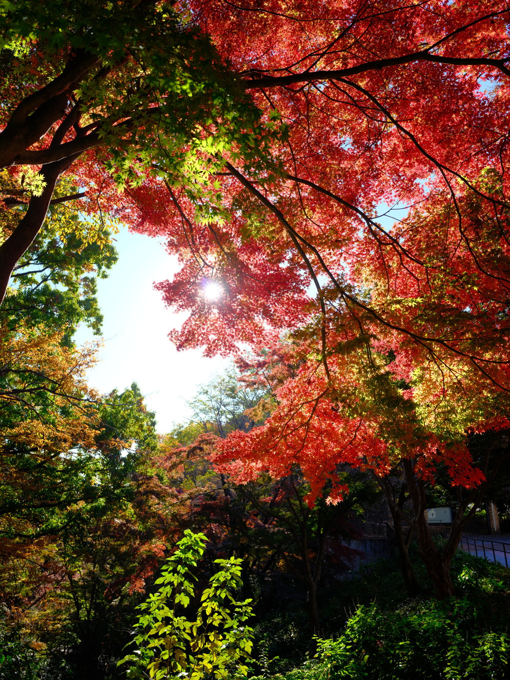 芹ヶ谷公園の紅葉２