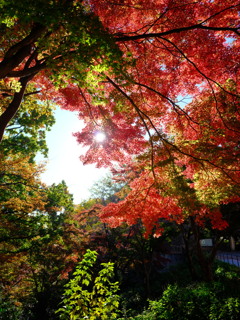 芹ヶ谷公園の紅葉２