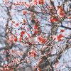 紅梅（コウバイ）