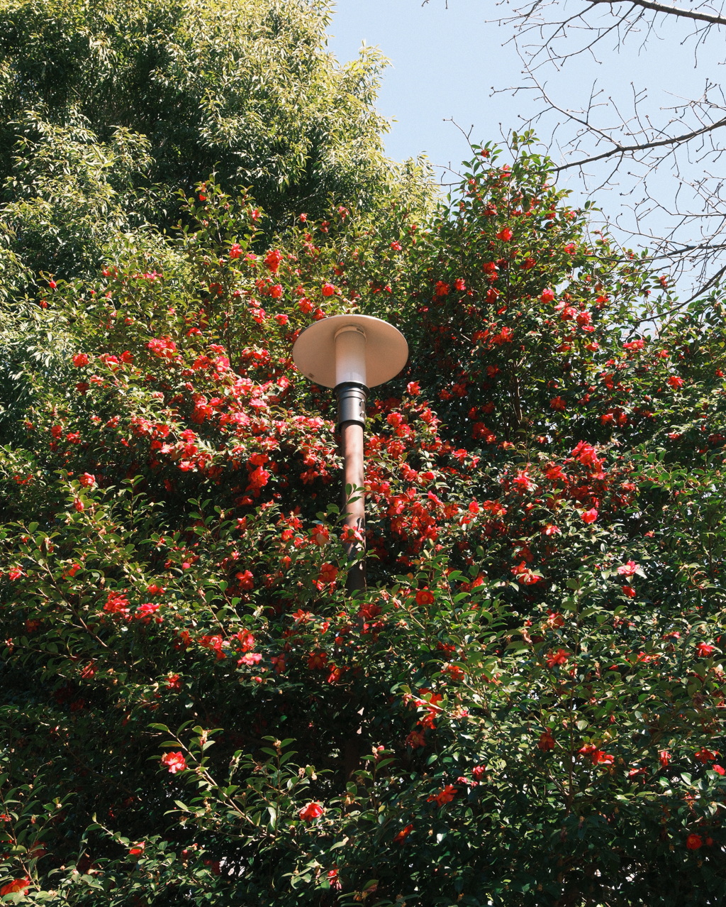 サザンカ（山茶花）と公園灯