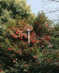 サザンカ（山茶花）と公園灯