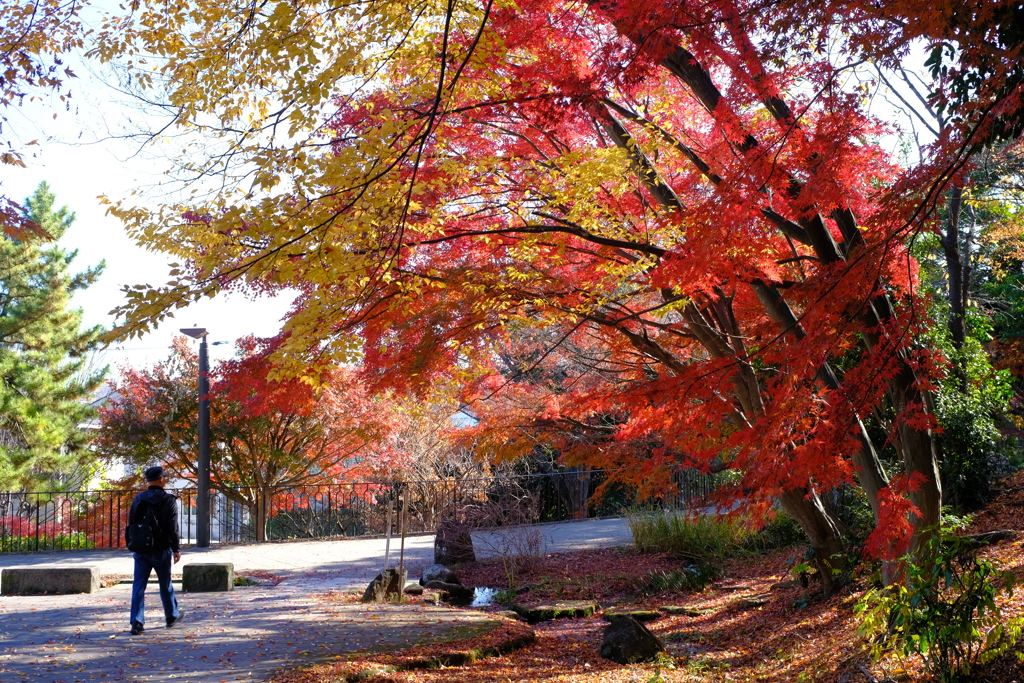 遊歩道の紅葉