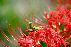 ヒガンバナの上で獲物を待つカマキリ