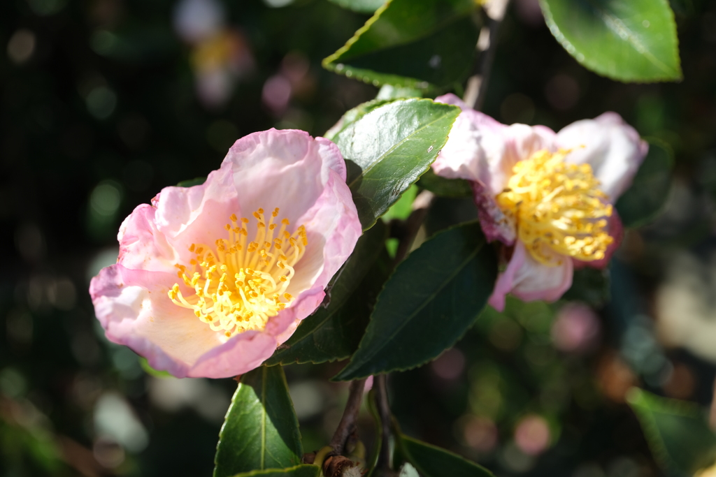 サザンカ（山茶花）