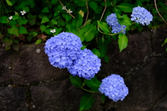 青色の紫陽花（アジサイ）
