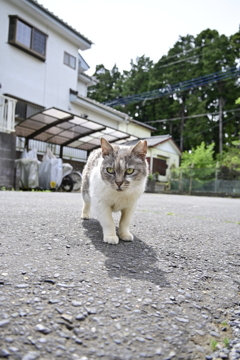 猫ちゃん