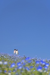 東京ドイツ村、お花の名前が思い出せません。。
