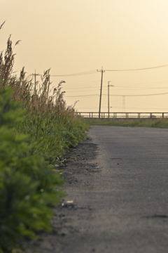 夕暮れ田んぼ