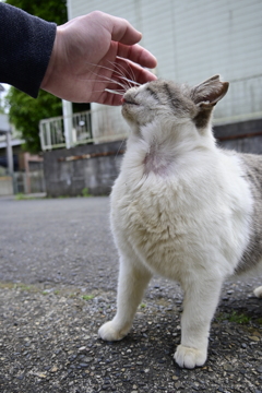 猫さん