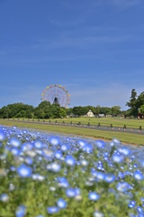 東京ドイツ村