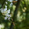 山桜