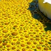 花手水